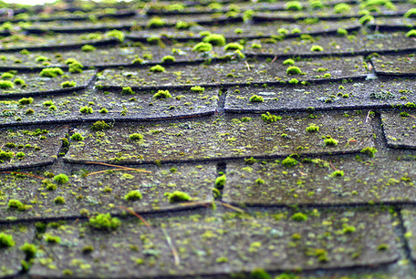 Roof moss