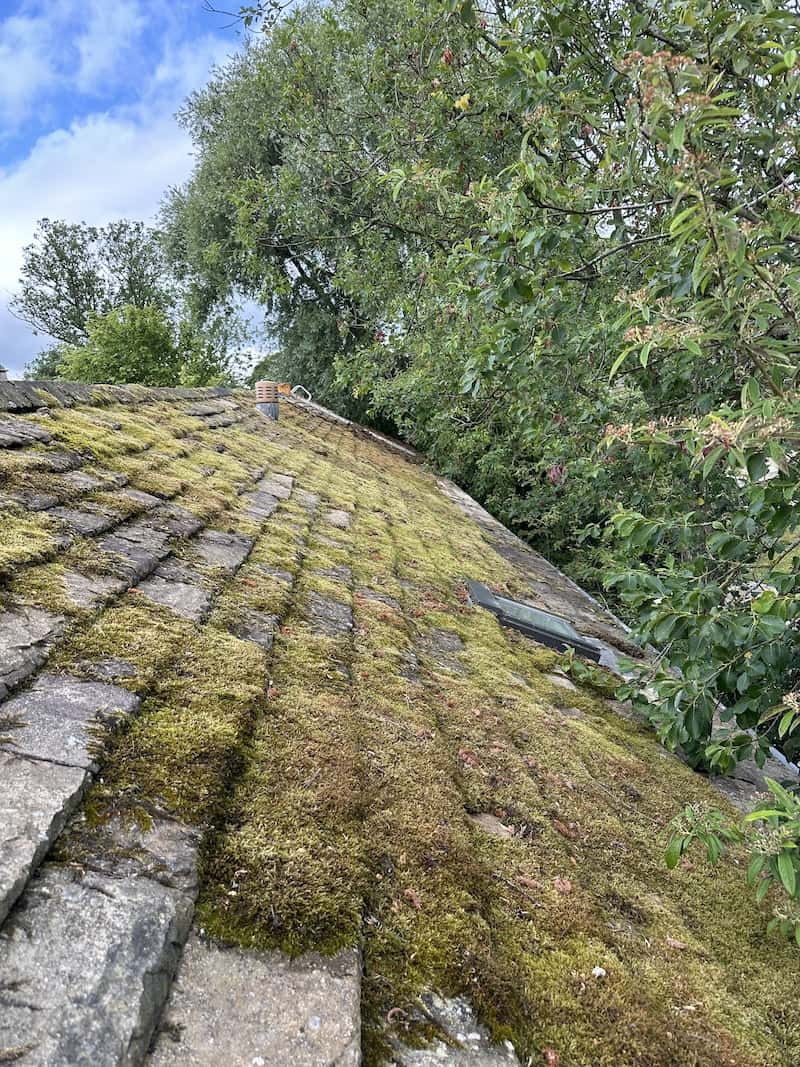 mossy stone room
